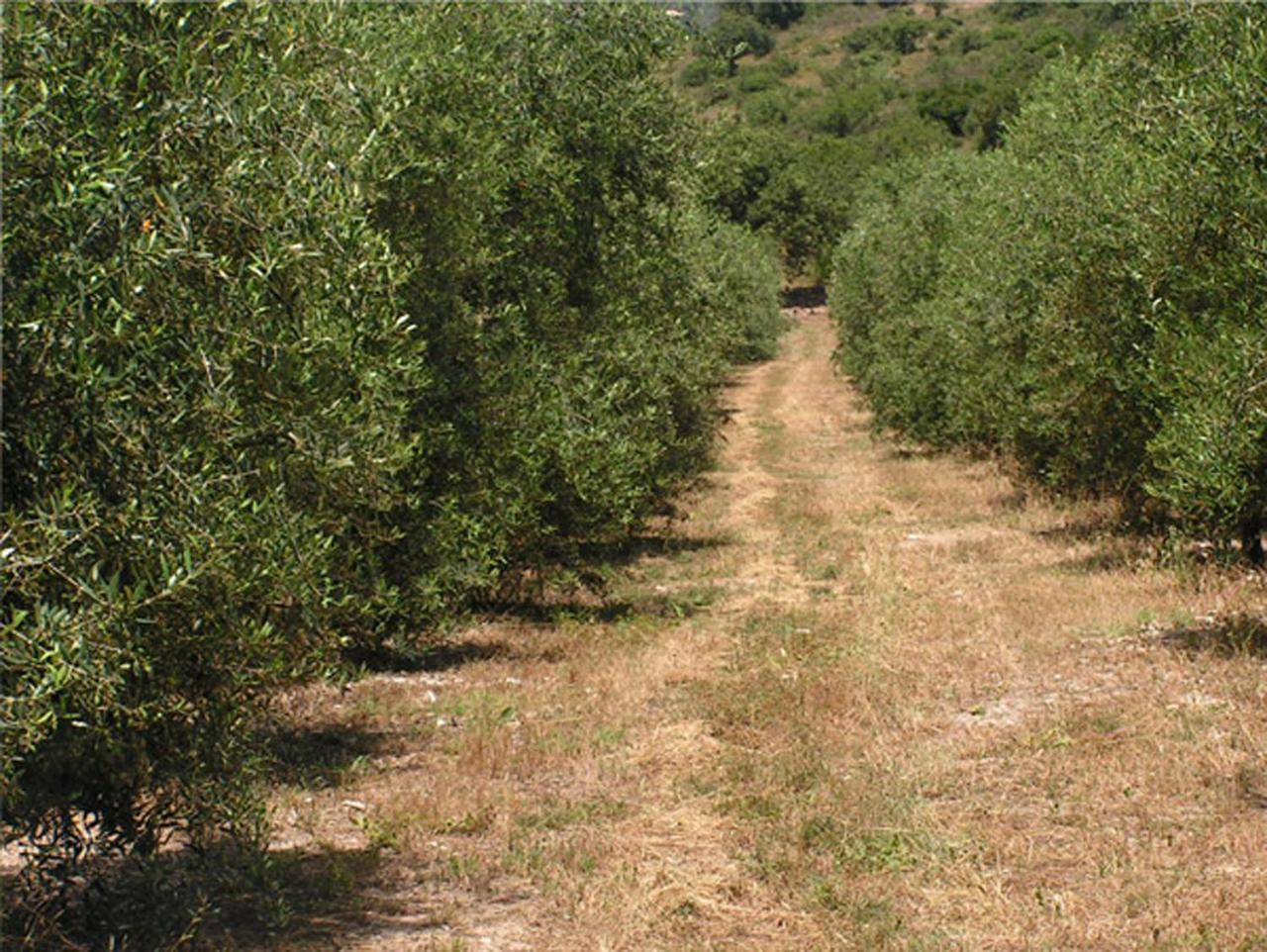 Amikam Meshek 81 משק 81 עמיקם Villa Dış mekan fotoğraf
